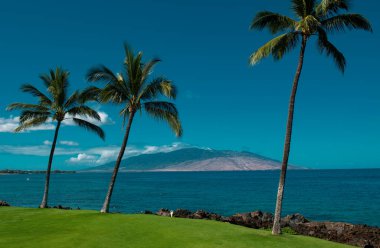 Gökyüzünde tropik hindistan cevizi ağaçları, doğa arka planı. Avuç içi egzotik desen. Palmiye adası cennet duvar kâğıdı