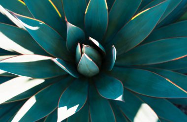 Agave yeşili. Kaktüs sırtı, kaktüs tasarımı ya da kaktaceae deseni