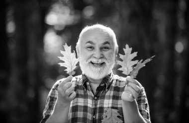 Akçaağaç yaprağı parkta yürüyüş yolunda. Kameraya bakan mutlu kıdemli adam. Dedemin sonbahar portresi. Sonbahar arka planında yaşlı bir adam - yüz portresi yakın çekim