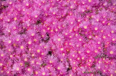 Mor çiçekler ve geniş, güzel arka plan grupları. Bahçede pembe asterler, pembe papatya deseni. Violet papatya çayı geçmişi. Pembe ve mor yosun çiçekleri. Üst görünüm