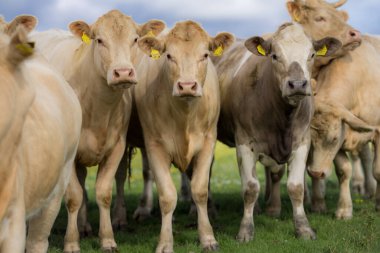 Çimenlikteki sığırlar. Doğada otlayan inek.