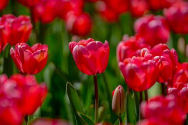 Bahar günü lale tarlasında kırmızı lale çiçeği. Parktaki renkli pembe laleler. Bahar manzarası. Baharda kırmızı lale bahçesi. Lale. Bahar doğasında bir buket güzel lale. Kapat.