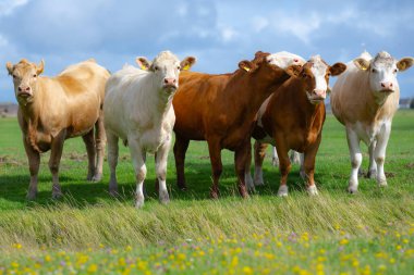 Süt inekleri. Meadow 'da inek. Çimenlikteki sığırlar. Çimenli otlaktaki inek. İnek otlağı dışarıda. İnekler yaz otlaklarında otlar. İneklerle dolu kırsal araziler. Otlaktaki inekler. Çiftlik arazisinde otlayan sığır ineği