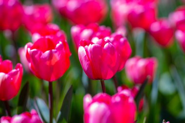 Yumuşak laleler. Güneşli bahar gününde bahçede açan inanılmaz şehvetli, parlak lale çiçekleri. Parktaki kırmızı laleler. Bahar manzarası. Lale tarlası. Bahar çiçekleri