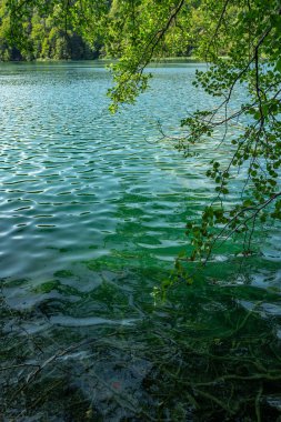 İlkbahar yaz doğasının Idyllic manzarası. Arka planda gölün sakin şeffaf suları. Güzel doğa gölü. Temiz göl su yüzeyindeki manzara yansıması. Ormanda sakin bir nehir
