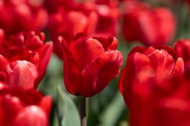 Bunch of red tulips. Close up spring flowers. Amazing red pink tulips blooming in garden. Tulip flower plants landscape. Spring blossom background. Spring blossom red and green background clipart