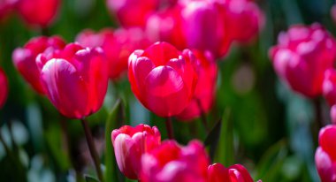 Bahar çiçekleri. Bahar zamanı lale tarlası. Lale çiçeği arkaplanını kapat. Renkli laleler güneşli yaz ve bahar günlerinde bahçede çiçek açıyor. Seçici yumuşak odak