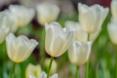Hollanda 'da bir bahar tarlasında beyaz laleler. Bahar çiçekleri açan laleler gün ışığında. Güzel bir bahçede çiçek açan laleler. Beyaz lale çiçekleri. Bahar arkaplanı