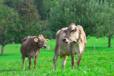 İnek. Çimenlikteki sığırlar