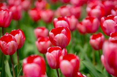 Bahar çiçeği duvar kağıdı. Güzel laleler. Kırmızı lale çiçeği arka planı. İlkbahar ya da yaz aylarında güneş ışığı manzarasında güzel kırmızı laleler. İnanılmaz bahar doğası. Bahçedeki laleler