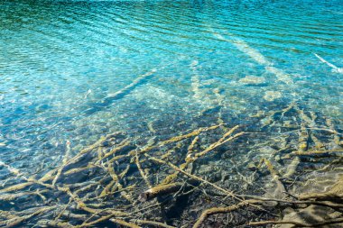 Göldeki sudaki ağaç. Arka planda gölün sakin şeffaf suları. Güzel doğa gölü. Güneşli bir günde, berrak bir göl yüzeyinden yansıyan manzara.