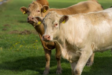 Süt inekleri. Çimenlikteki sığırlar. Çimenli otlaktaki inek. Çiftlik arazisinde otlayan sığır ineği