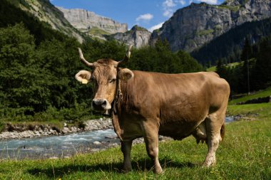 Çimenlikteki sığırlar. Doğada otlayan inek.