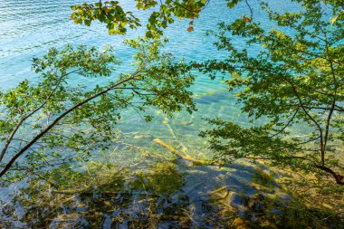 Arka planda gölün sakin şeffaf suları. Güzel doğa gölü. Güneşli bir günde, berrak bir göl suyu yüzeyinden yansıyan manzara. Ormanda sakin bir nehir