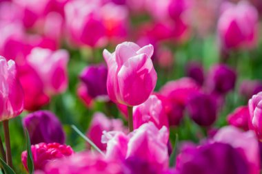 Güzel pembe laleler. Mor lale çiçeği arka planı. Bahar ya da yaz aylarında güneş ışığı altında güzel mor laleler. İnanılmaz bahar doğası. Bahçedeki laleler