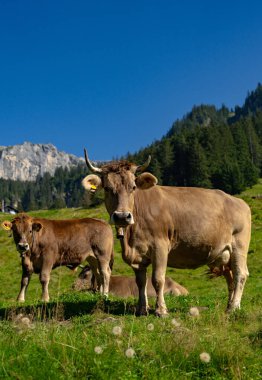 Boynuzlu inek. Sığırlar, hayvanlar. Meadow 'da inek. Yeşil tarlada sığır eti. Çimenli otlaktaki inek. Kırsalda bir inek. İnekler yaz otlaklarında otlar. İneklerle dolu kırsal araziler. Otlaktaki inekler