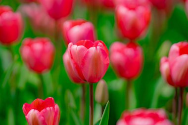 Bahar çiçeği duvar kağıdı. Güzel laleler. Kırmızı lale çiçeği arka planı. İlkbahar ya da yaz aylarında güneş ışığı manzarasında güzel kırmızı laleler. İnanılmaz bahar doğası. Bahçedeki laleler
