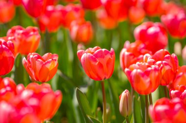 Bahar zamanı kırmızı güzel lale tarlası. Lale çiçeği arkaplanını kapat. Renkli laleler güneşli yaz ve bahar günlerinde bahçede çiçek açıyor. Seçici yumuşak odak