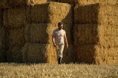 İspanyol çiftçi saman tutuyor. Buğday tarlasında çiftçi Hasat Saman 'dan sonra. Hasattan sonra ekinler. Çiftlik yaşam tarzı. Ahır, Hay Rolled Bales. Çiftlikte Saman. Çiftlik hayvanları çiftliği