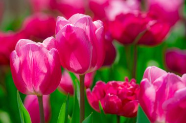 Bu bir lale. Bahar çiçeği.