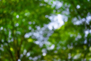 Yeşil doğa geçmişi. Yaz baharı geçmişi. Bulanık yeşil yapraklar. Ağaç dalı arka planda. Yaprak arkaplanı