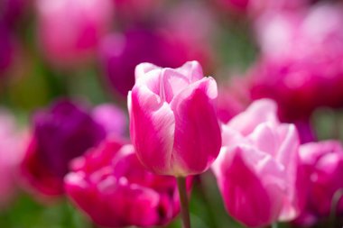 Pembe bahar çiçeği laleleri. Paskalya ya da Sevgililer Günü için bahar arkaplanı. Baharda arka planda bulanık bir buket lale. Çiçek açan lalelerin parlak mor rengi. Violet Bahar Çiçeği