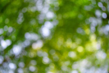 Orman geçmişi. Yeşil yaprak fon. Doğa yaprağı arka planı. Yeşil yapraklı orman yeşillik arka planı. Ormanda yeşil. Yeşil bitkiler. Yeşillik üzerindeki doğa yaprağı bulanıklaştı