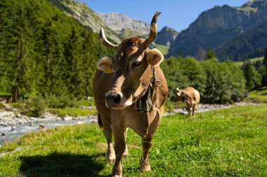 Boynuzlu inek. Sığırlar, hayvanlar. Meadow 'da inek. Yeşil tarlada sığır eti. Çimenli otlaktaki inek. Kırsalda bir inek. İnekler yaz otlaklarında otlar. İneklerle dolu kırsal araziler. Otlaktaki inekler