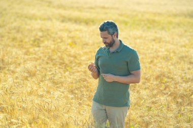 Tarlada buğday toplayan bir çiftçi. Altın buğday tarlasında duran bir adam. Buğday çiftliğinde çalışan bir çiftçi. Buğday tarlası olan bir kırsal alan. Hasat zamanı bir çiftlik.