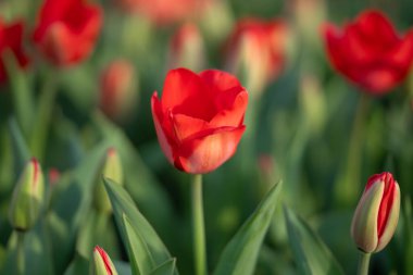 Spring flower in tulip field. Colorful vivid tulips in the park. Tulip flowers background. Beautiful flower red tulips in sunlight landscape at spring or summer. Amazing spring nature. Tulips flowers clipart