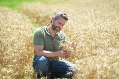 Buğday tarlasında hasat için hazır bir çiftçi. Altın buğday tarlasında duran bir adam. Buğday çiftliğinde çalışan bir çiftçi. Buğday tarlası olan bir kırsal alan. Buğday ekinlerini denetleyen bir adam.