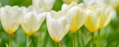 Bahar tarlasında laleler çiçek açar. Beyaz laleler ve çiçek arkaplanı. Bahar çiçeği. Baharda lale tarlası. Bahçede bahar çiçekleri