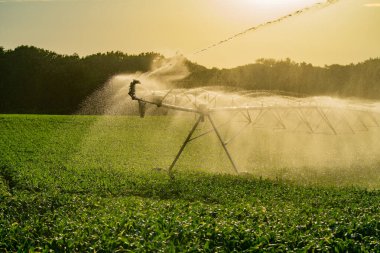 Çiftlikteki bitkileri sulamak için kullanılan sulama sistemi. Günbatımı, sulama tarımı. Günbatımında sulama yapılan tarla. Akıllı tarım konsepti. İlkbaharda sulama sistemiyle mısır tarlası