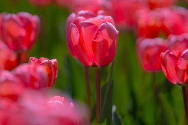 Bahar tarlasında laleler çiçek açar. Kırmızı laleler ve güzel çiçek arkaplanı. Lale çiçeği. Baharda lale tarlası. Bahçede bahar çiçekleri