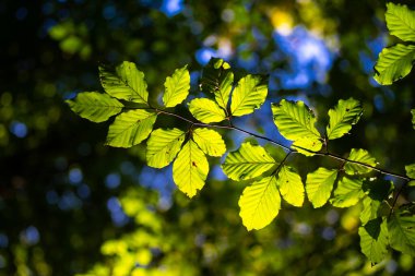 Yaz tabelasında yeşil yaprak. Çevre ekolojisi ya da yeşillik duvar kağıdı. Yeşil yapraklı arka plan. Doğa geçmişi. Yaprakların bulanık arkaplanı. Yaprak yeşili doğa yeşil arkaplan