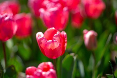 Gelişmiş arka plan. Bu bir lale. Bahar çiçeği.