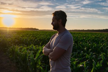 Gün batımında mısır tarlasında duran bir çiftçi. Çiftlikte mısır toplayan bir adam. Hasat zamanında tarlada çalışan bir çiftçi. Kırsal kesimde mısır hasadı. Çiftlikteki mısır tarlasında bir adam