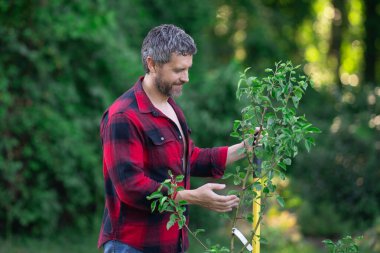 Bahçedeki karınca ağacını sulayan bir bahçıvan. Bir adam meyve bahçesinde ağaç buduyor. Bahçeye meyve ağacı eken bir bahçıvan. Bir bahçıvan çiftlikteki bir ağaca bakıyor. Sırayla meyve veren bir çiftlik