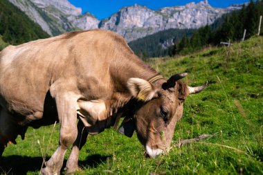 İnek. Çimenlikteki sığırlar