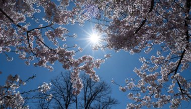 Güzel bir bahar ağacı mavi bir arka planda çiçek açar. Erik ağacı çiçekleri. Bahar Tasarımı. Bahar bahçesinde çiçek açan elma dalı. Paskalya bayrağı. Bahar çiçekleri alerji sebebidir