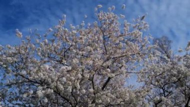 İlkbahar mavi gökyüzü arka planında kiraz ağacından beyaz çiçekler açan bir dal. Bahar bayrağı. Paskalya günü için tasarım. Güzel bahar güneşli gün