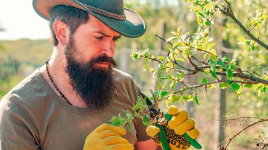 Farmer man on sprin banner. Farmer examining grafting branch in orchard. Gardener work in yard with garden tools and have good time