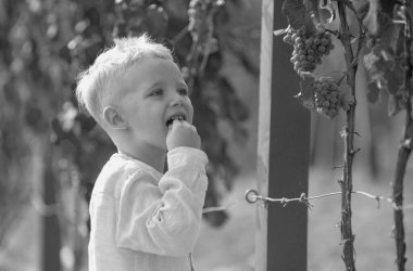 Üzüm yaprakları. Dışarıda üzümleri olan küçük mutlu bir çocuk. Üzümlü bir çocuk. Beyaz şarap olgunlaşmış üzümlere gülümseyen sevimli çocuk. Şarap hasat konsepti