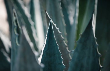 Yakından baktık. Kaktüs sırtı, kaktüs tasarımı ya da kaktaceae deseni