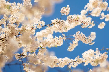Bahar günü. Bahar doğası. Çiçek açan kiraz dalları açık mavi gökyüzüne odaklanmış güneş ışığı altında. Bahar doğasının güzel çiçekli görüntüsü. Beyaz çiçekler meyve ağacı.