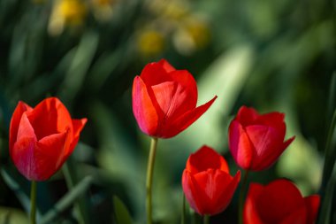 Bir sürü kırmızı lale. Bahar çiçeklerini kapat. Bahçede açan inanılmaz kırmızı pembe laleler. Lale çiçeği bitkileri. Bahar çiçeği arka planı. Bahar çiçekleri kırmızı ve yeşil arkaplan