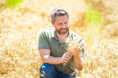 Tarlada buğday toplayan bir çiftçi. Altın buğday tarlasında duran bir adam. Buğday çiftliğinde çalışan bir çiftçi. Buğday tarlası olan bir kırsal alan. Buğday ekinlerini denetleyen bir adam.