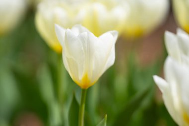Lale tarlasında bahar çiçeği. Parktaki renkli, canlı laleler. Lale çiçeği arka planı. İlkbahar ya da yaz aylarında güneş ışığı manzarasında güzel kırmızı laleler. İnanılmaz bahar doğası. Lale çiçekleri