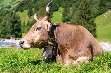 Otlakta boynuzları olan inek. Çiftlik arazisinde otlayan sığır ineği. Çimenli bir çayırda otlayan inekler. Ot Tarlasında İnekler Sürüsü. Yeşil Tarlada Olgun İnek. Doğal Çayırda Otlayan İnekler