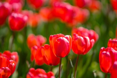 Kırmızı laleler. Güneşli bahar gününde bahçede açan kıpkırmızı lale çiçekleri. Kırmızı kestane rengi, parktaki yakut laleler. Bahar manzarası. Lale tarlası. Bahar çiçekleri
